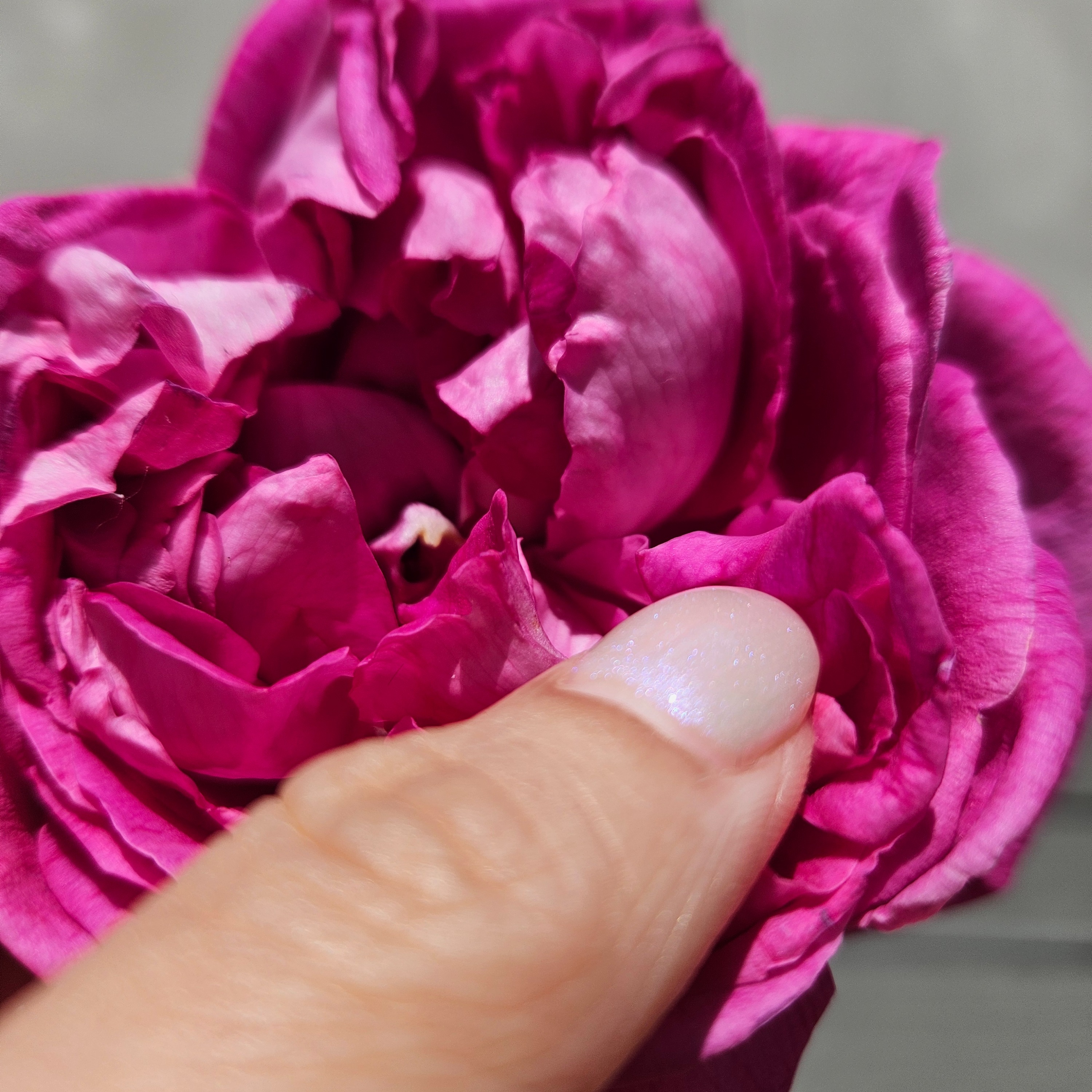 The Surrender - 9 week journey - 2026 thumbnail