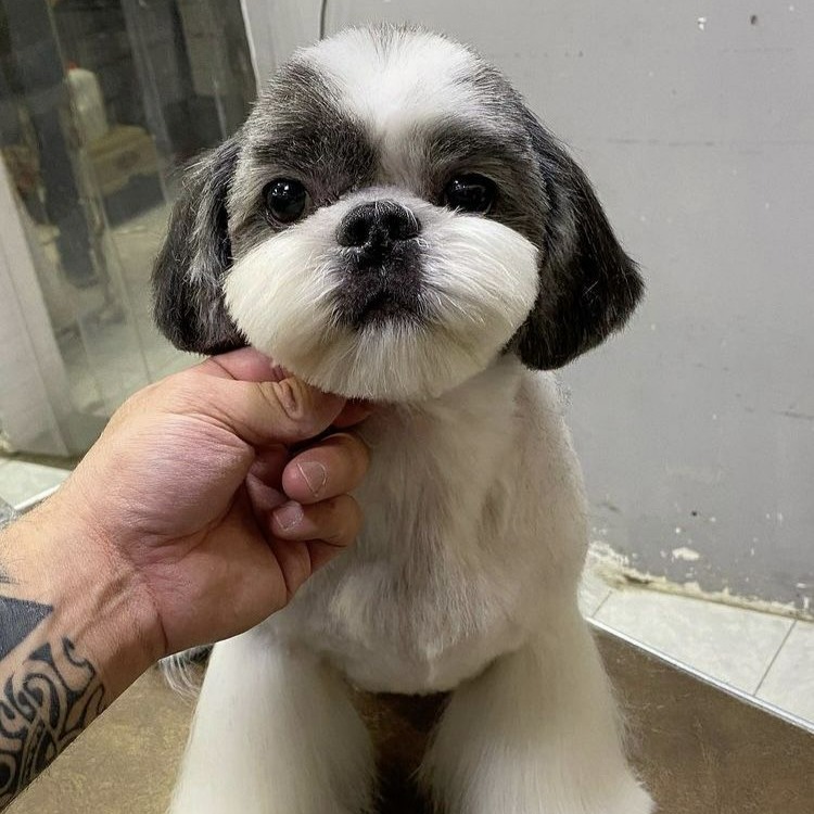 Tosa Bebê - A partir de thumbnail