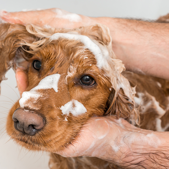 Banho Medicinal - A partir de thumbnail