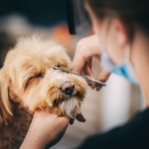 Tosa Higiênica - A partir de thumbnail