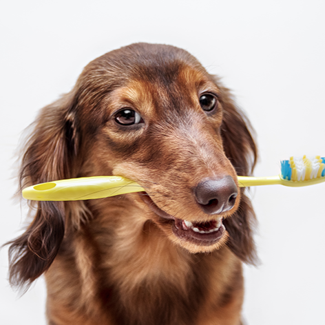 Escovação de Dentes - A partir de thumbnail
