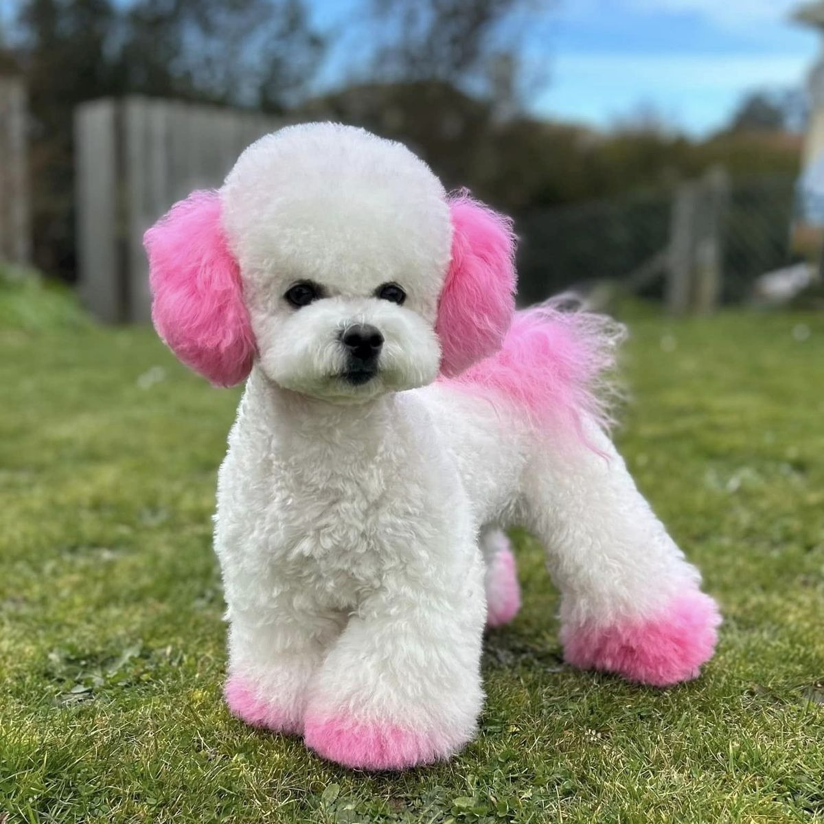 Coloração - A partir de thumbnail