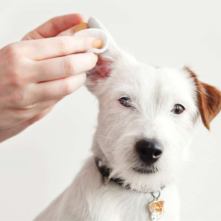 Limpeza de Ouvido - A partir de thumbnail