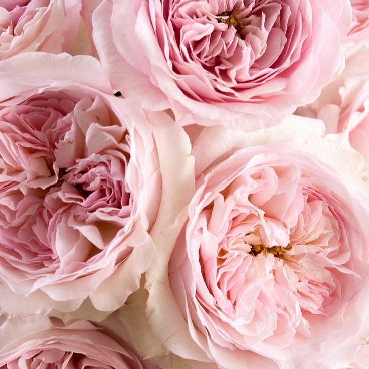 Birthdays, Valentine's Day, Anniversaries, Just Because, Get Well Soon & More 💐 thumbnail