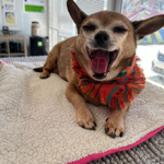 Playcare & Boarding Reservations thumbnail