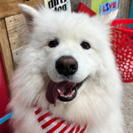 Grooming Appointments thumbnail