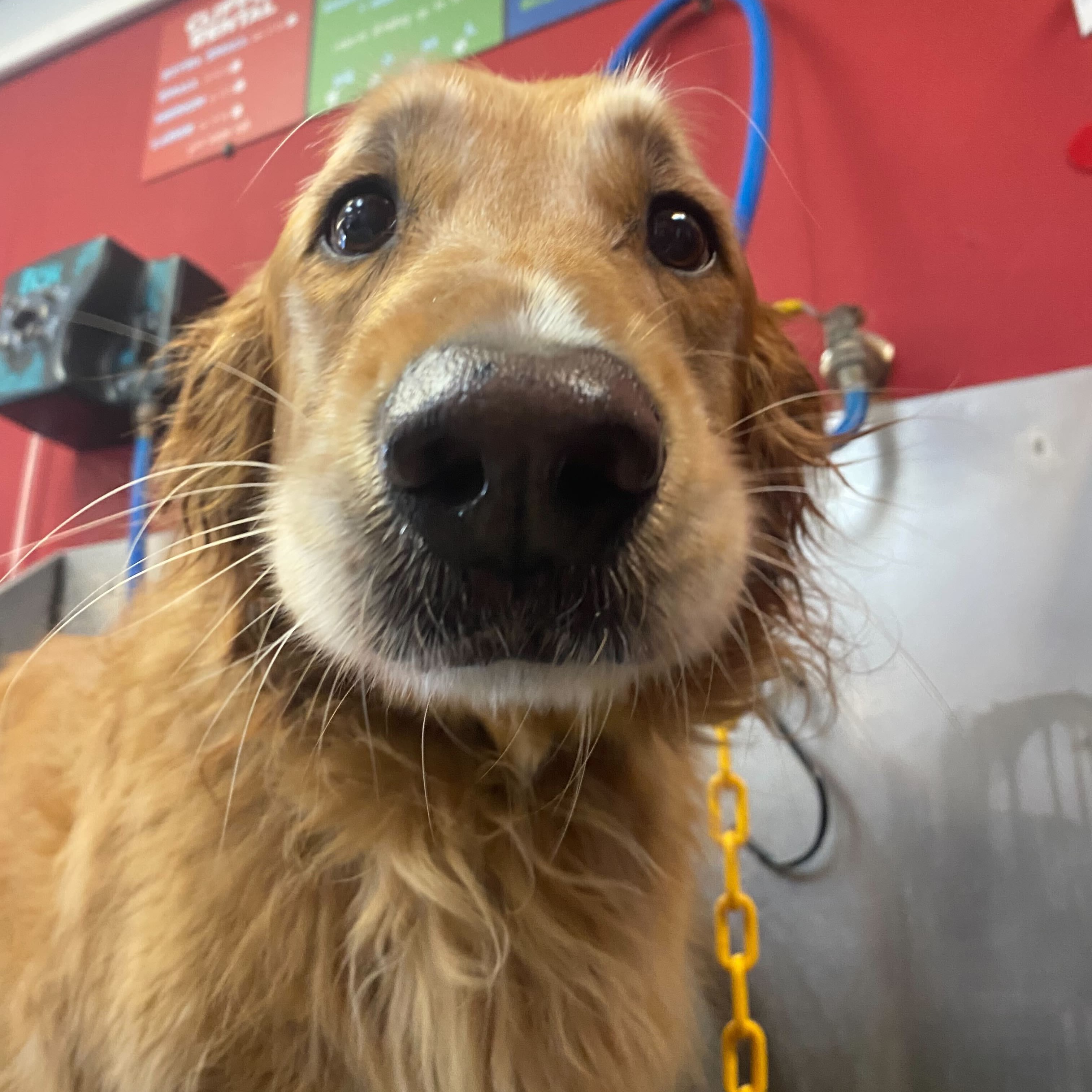 Self-Serve Dog Wash  thumbnail
