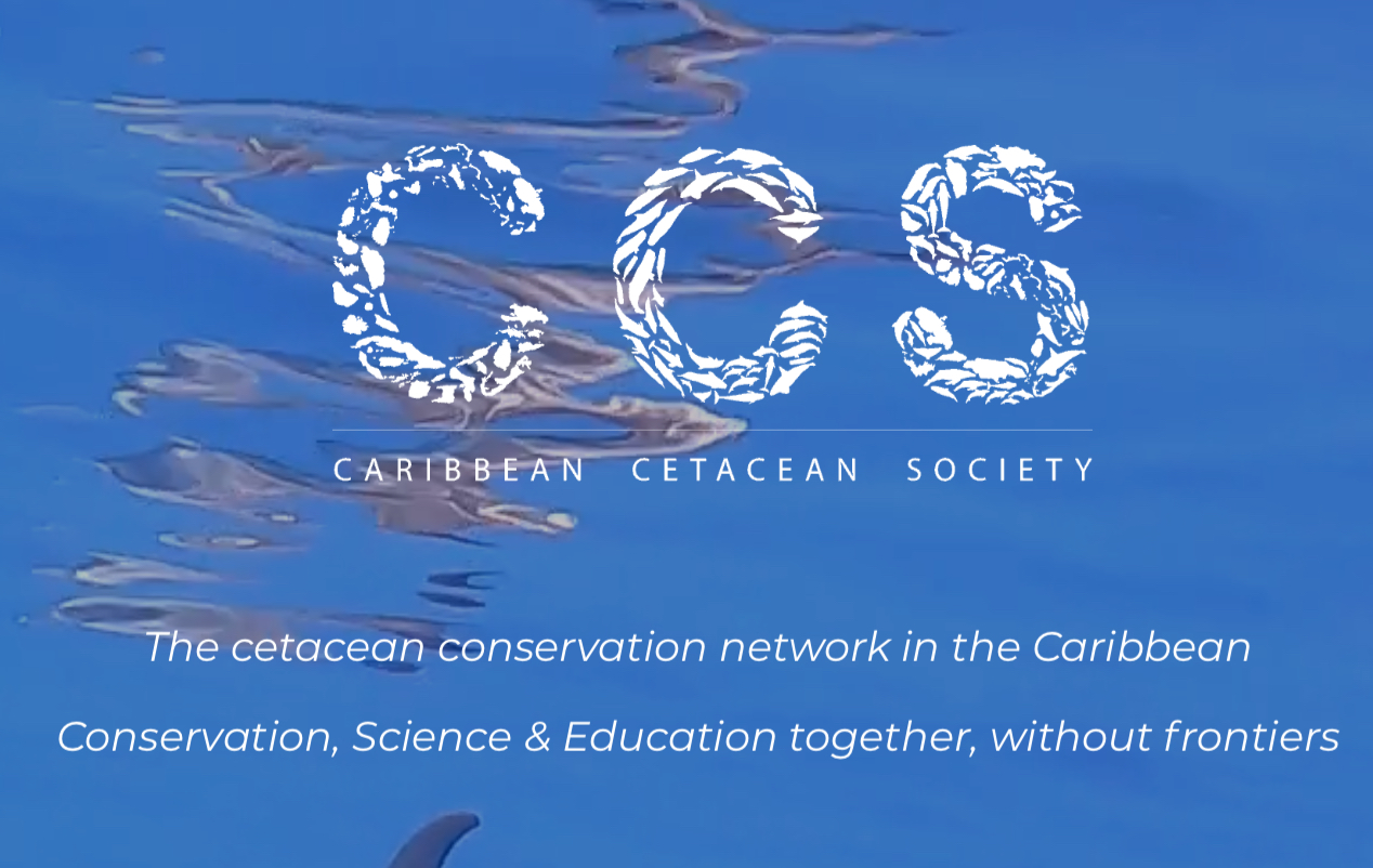 Our Partners - Caribbean Cetacean Society (CCS) thumbnail
