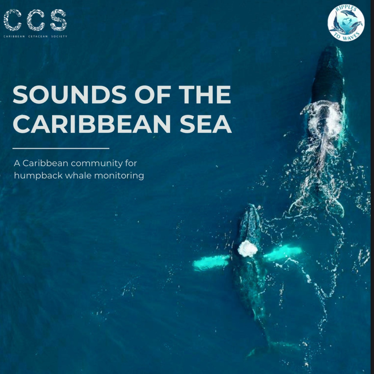 Sounds of the Caribbean Sea - Season 1 Report  thumbnail