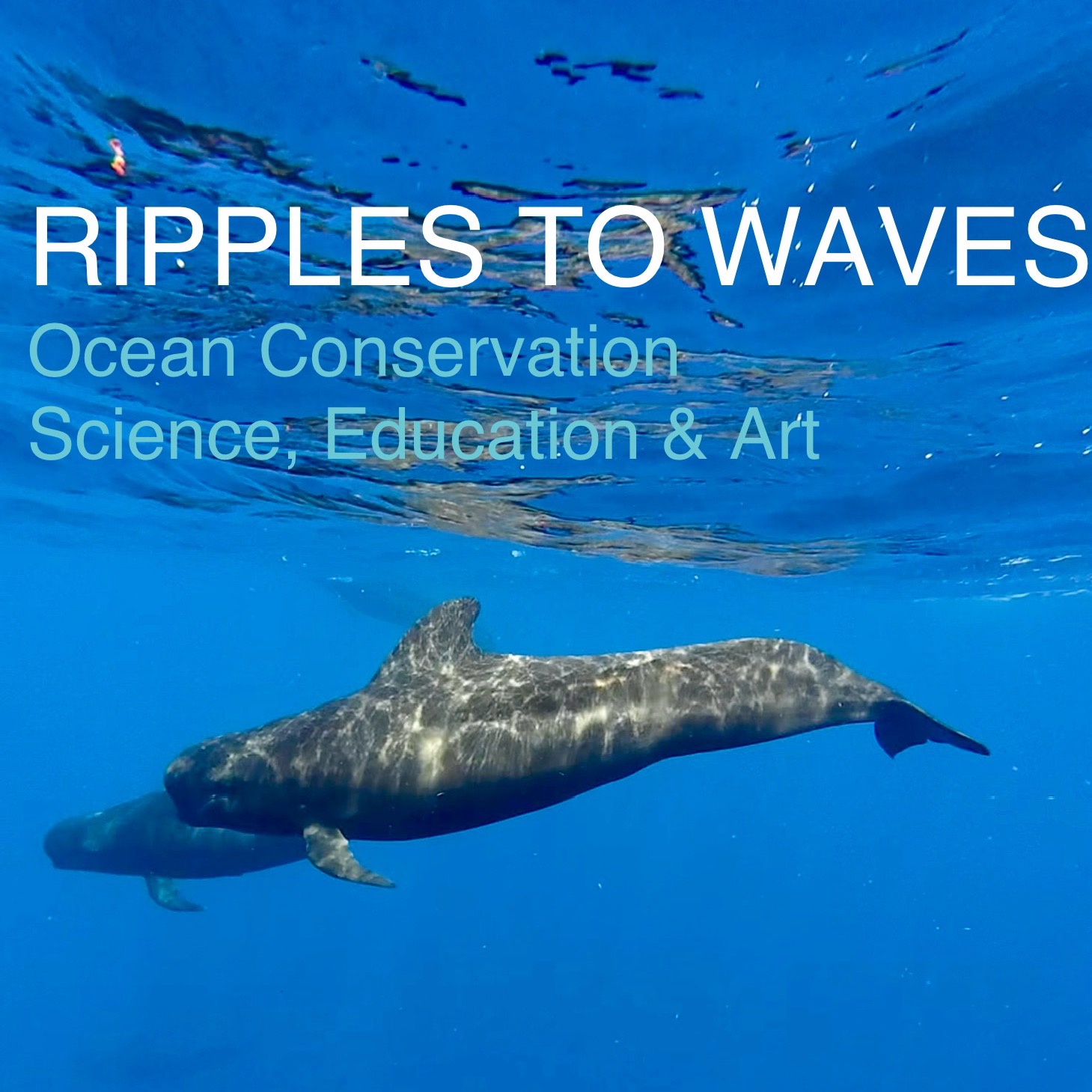 Ripples to Waves - Our Projects  thumbnail