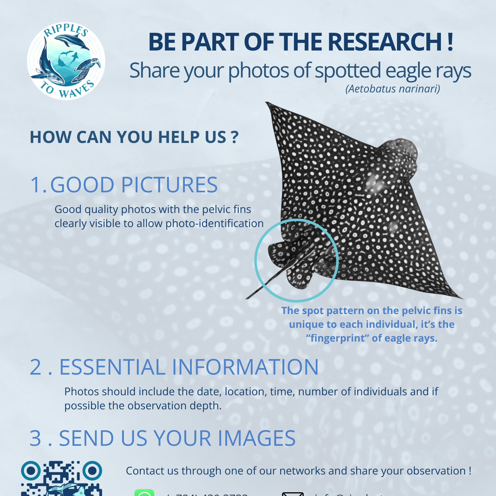 Narinari Project Flyer  thumbnail