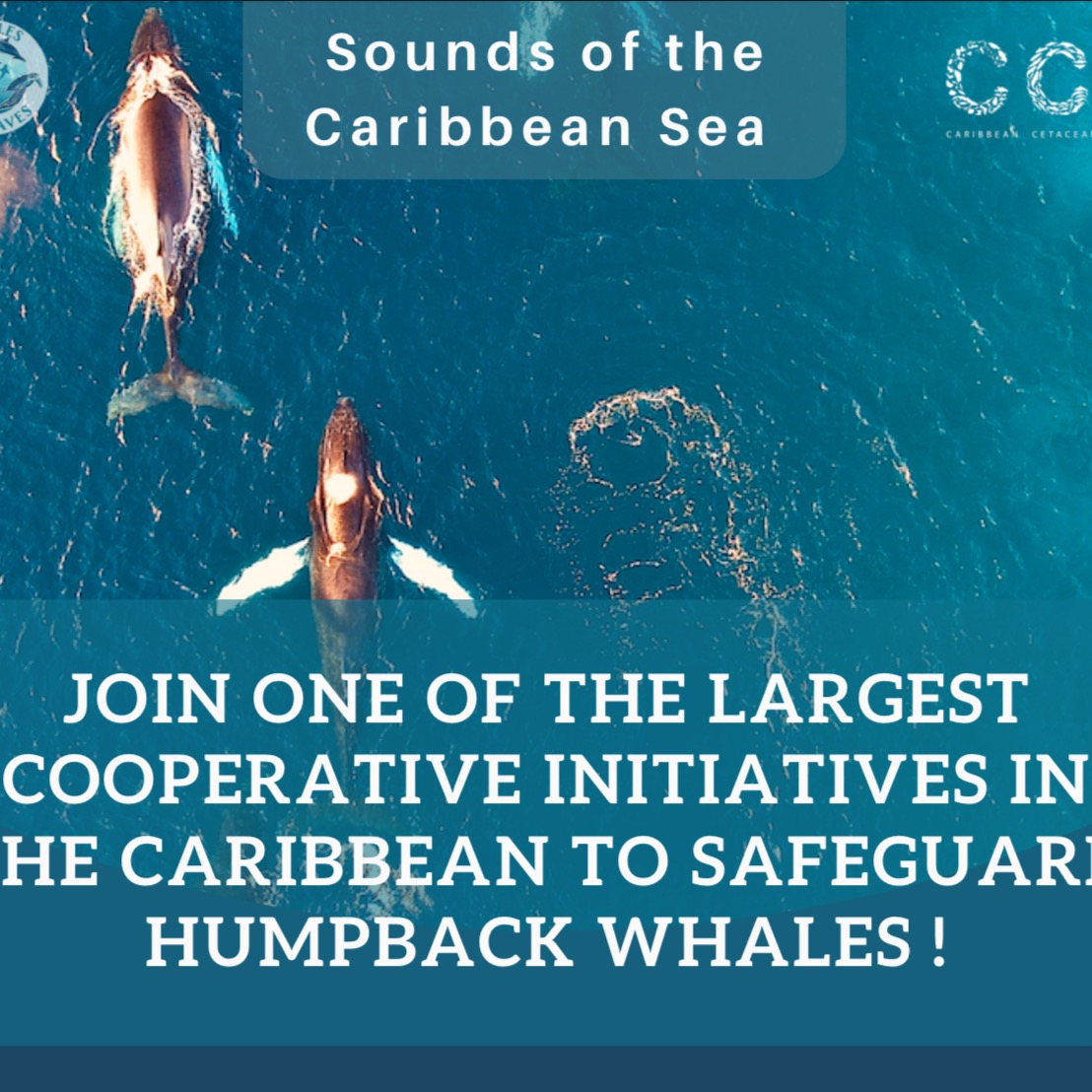 Sounds of the Caribbean Sea - a humpback whale project  thumbnail