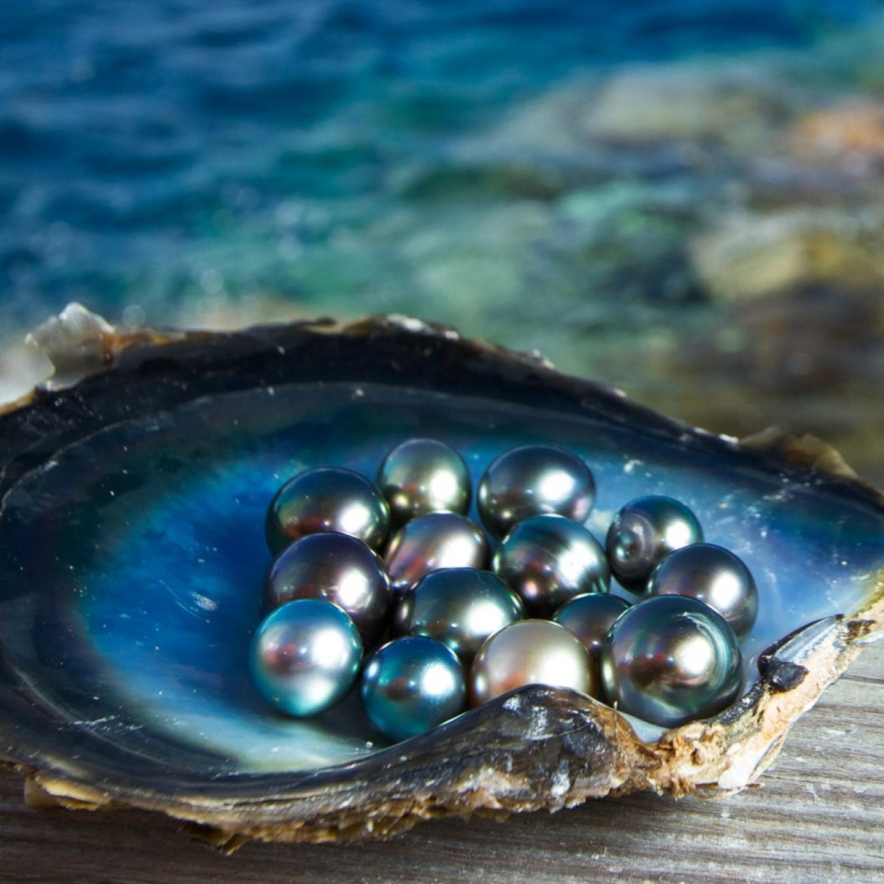 THE BLUE PEARL-Evolutionary Journey  thumbnail