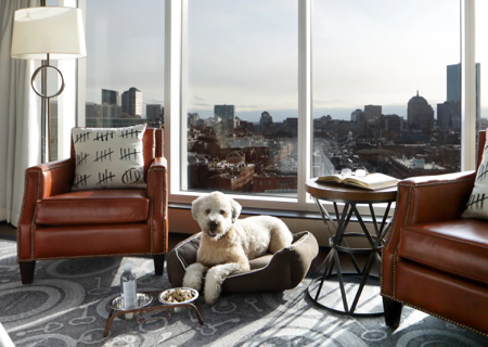 11 Best Pet-Friendly Hotels thumbnail