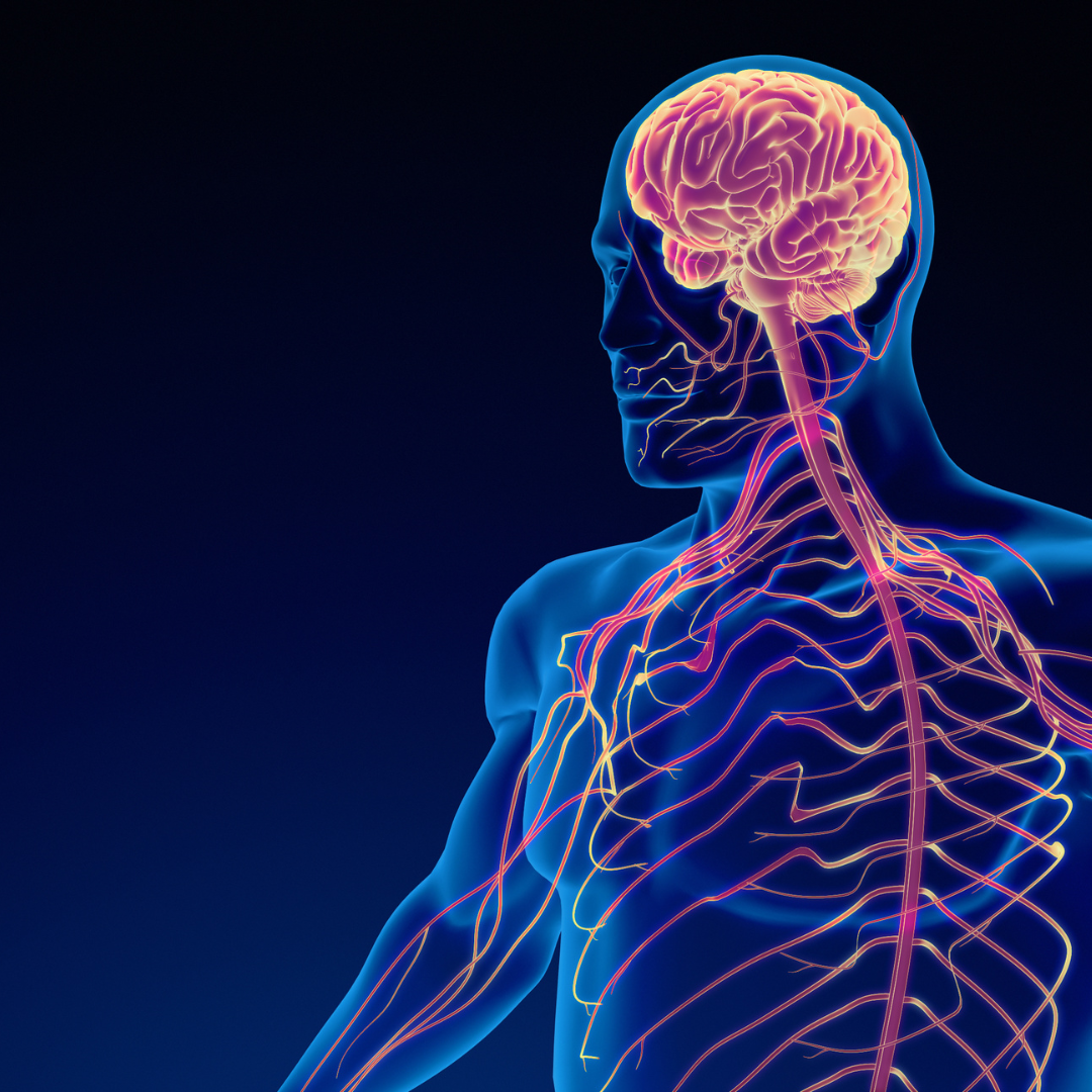 The Neuroscience of Exercise, written by Warren Lucas thumbnail