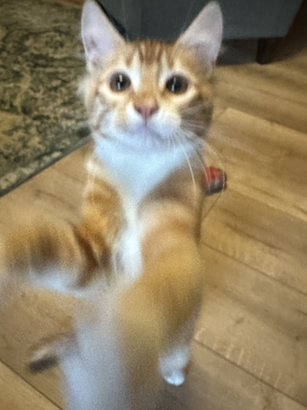 My Pets’ Enrichment Wishlist ❤️ thumbnail