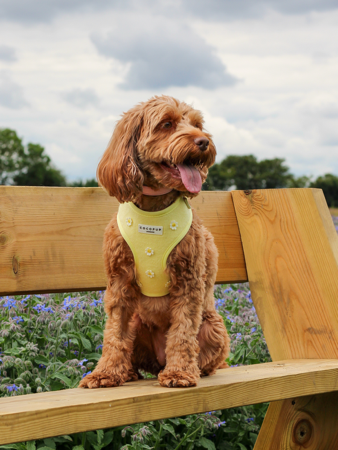 Coco Pup - MARLOWECOCKAPOO  thumbnail