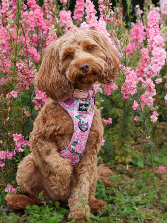 The aDoraBle Pooch Company - MARLOWE15  thumbnail