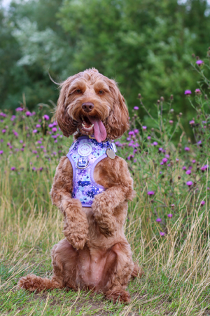 Cookie & Chewkie - MARLOWE  thumbnail