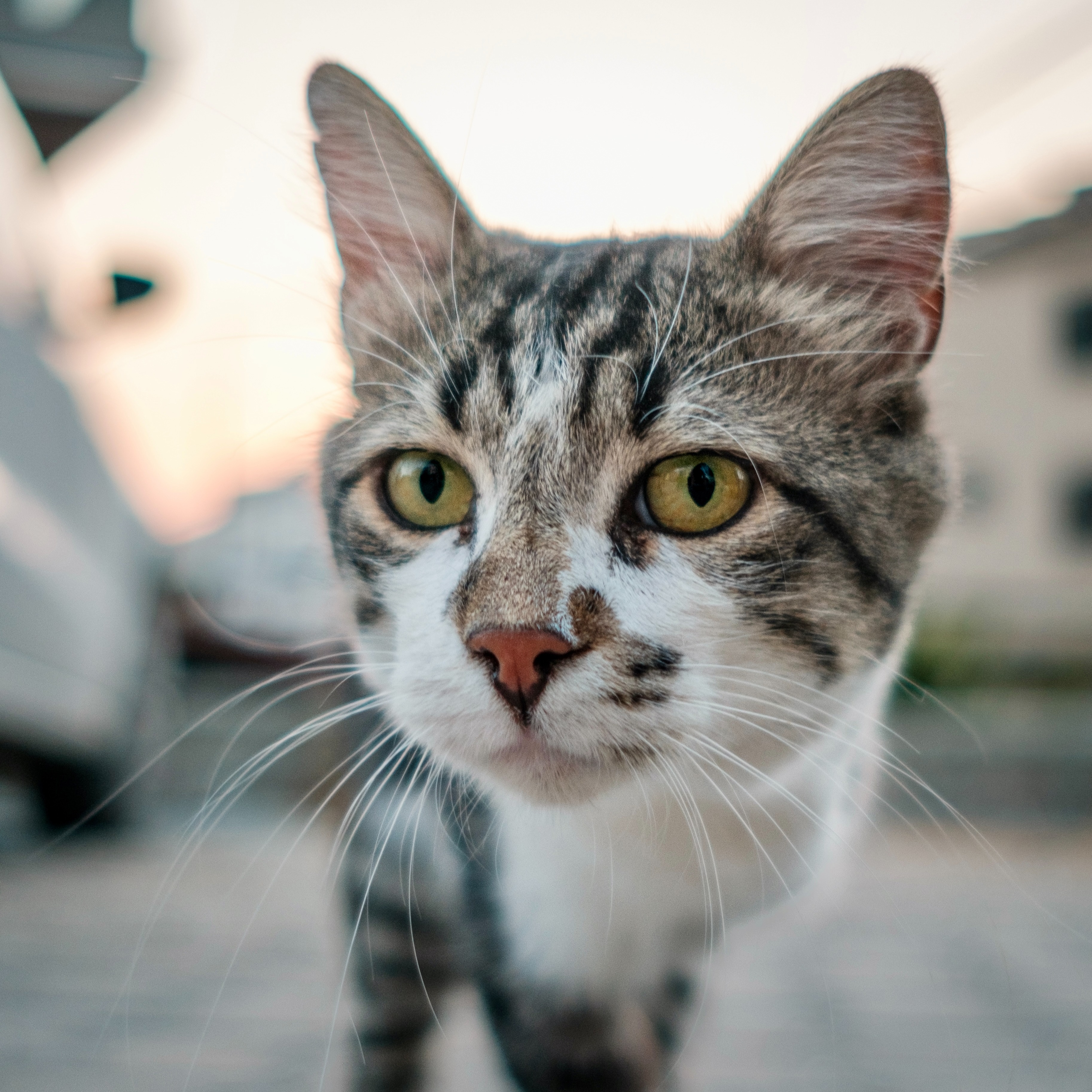 Turkish Street Cats thumbnail