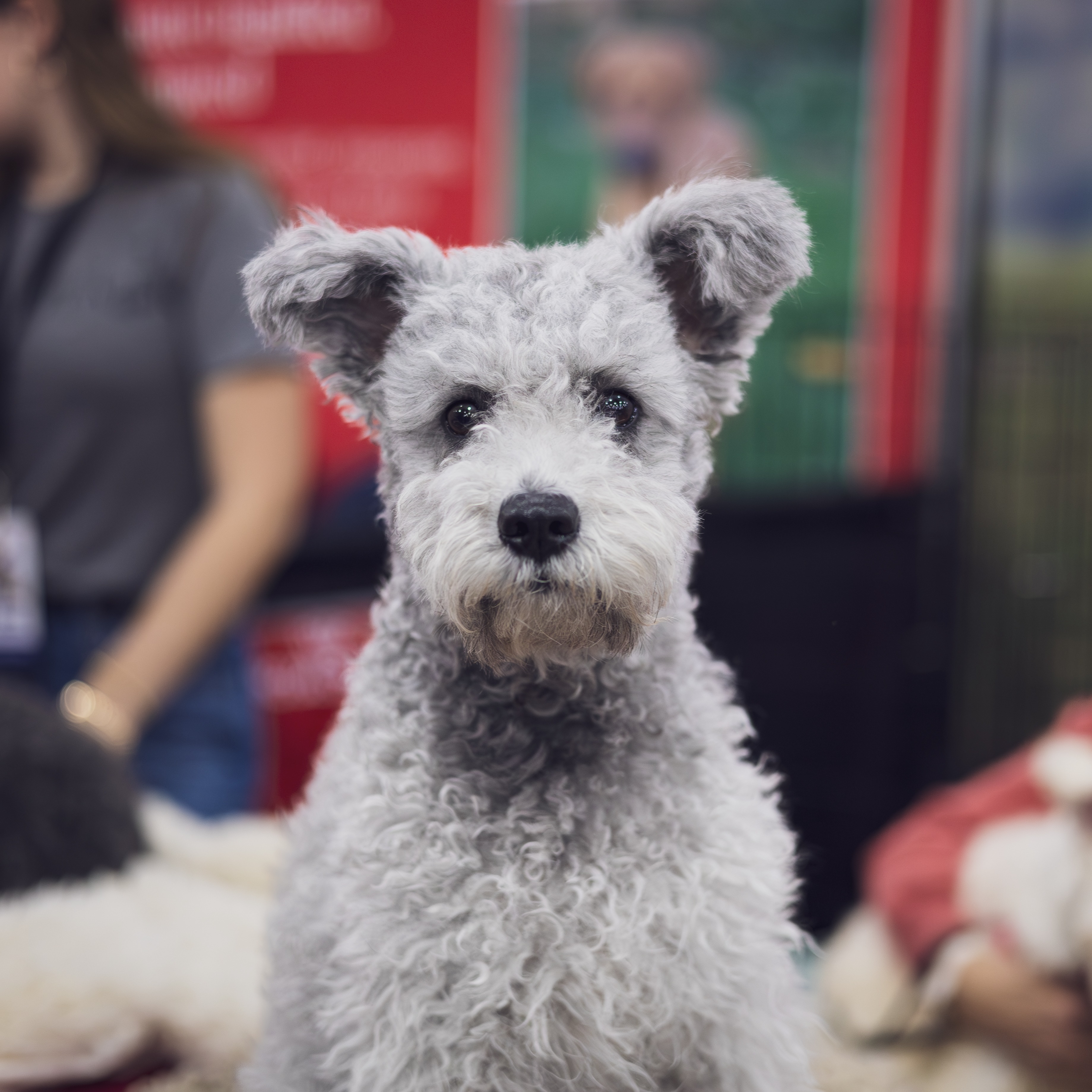 AKC Meet the breeds thumbnail