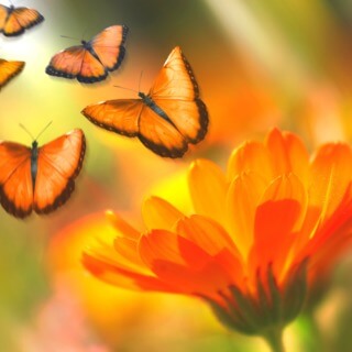 Sound Bath | Spring Chimes | Insight Timer thumbnail