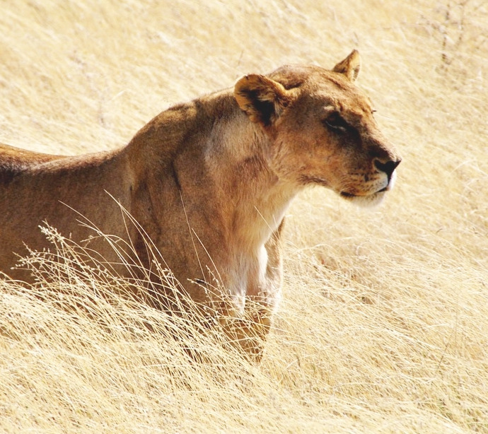 KRAFT DER SANFTEN LÖWIN thumbnail