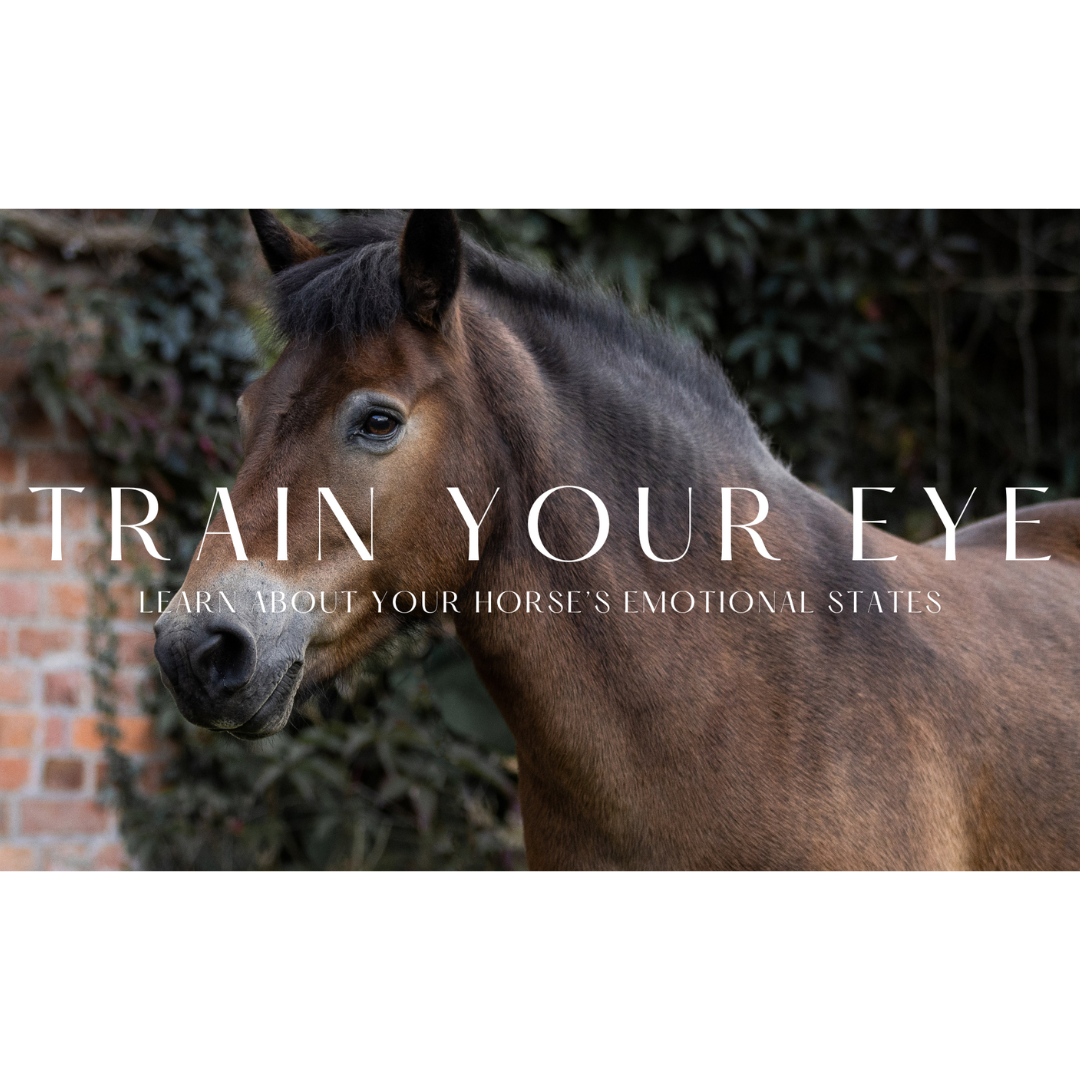 Train Your Eye // Masterclass thumbnail