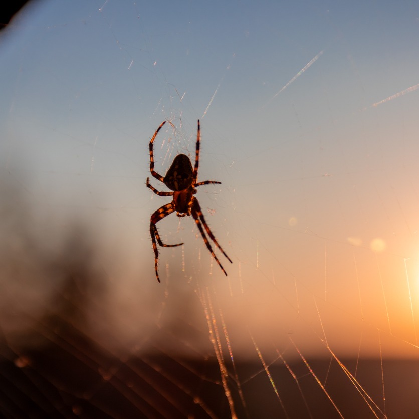How to avoid, identify, and treat spider bites thumbnail