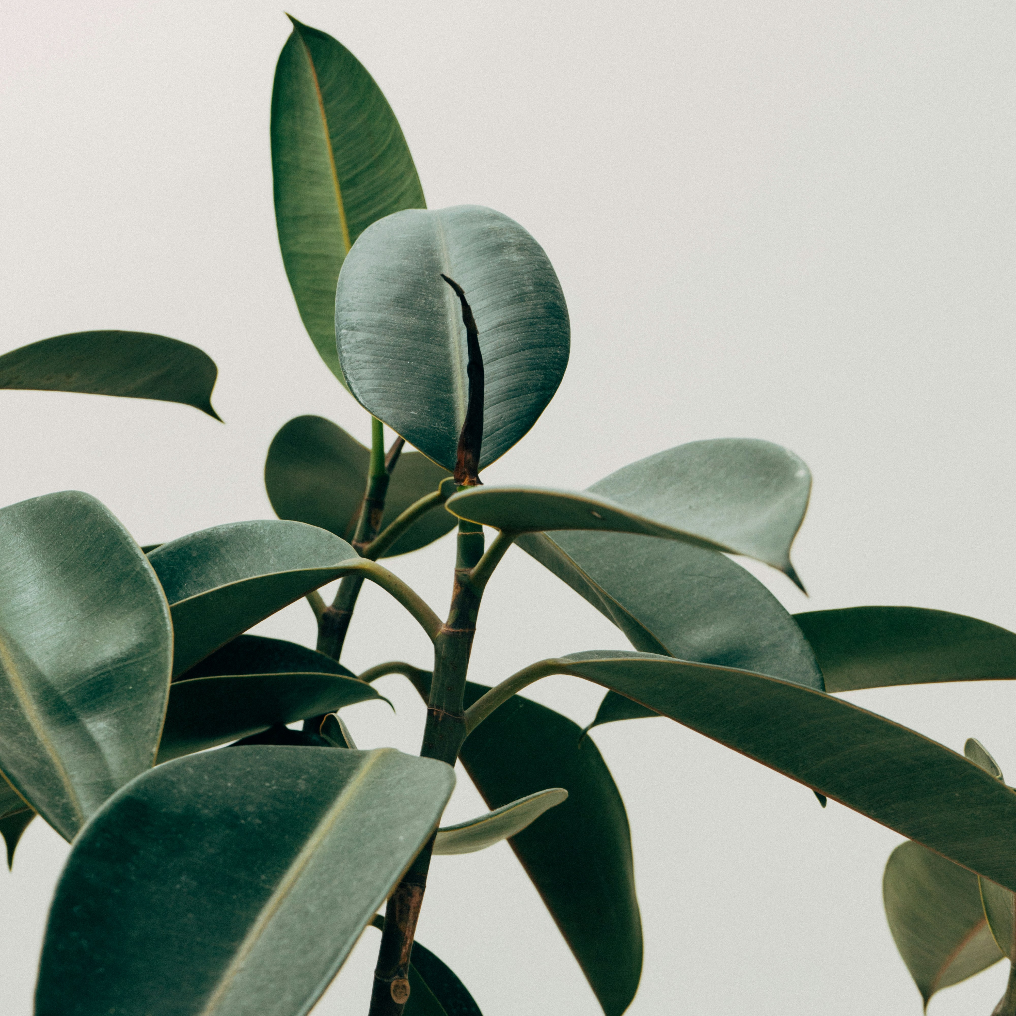 Weekly Newsletter + Blog thumbnail
