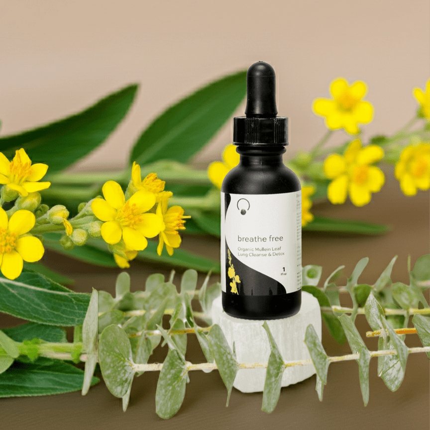 support your lung health with mullein leaf thumbnail