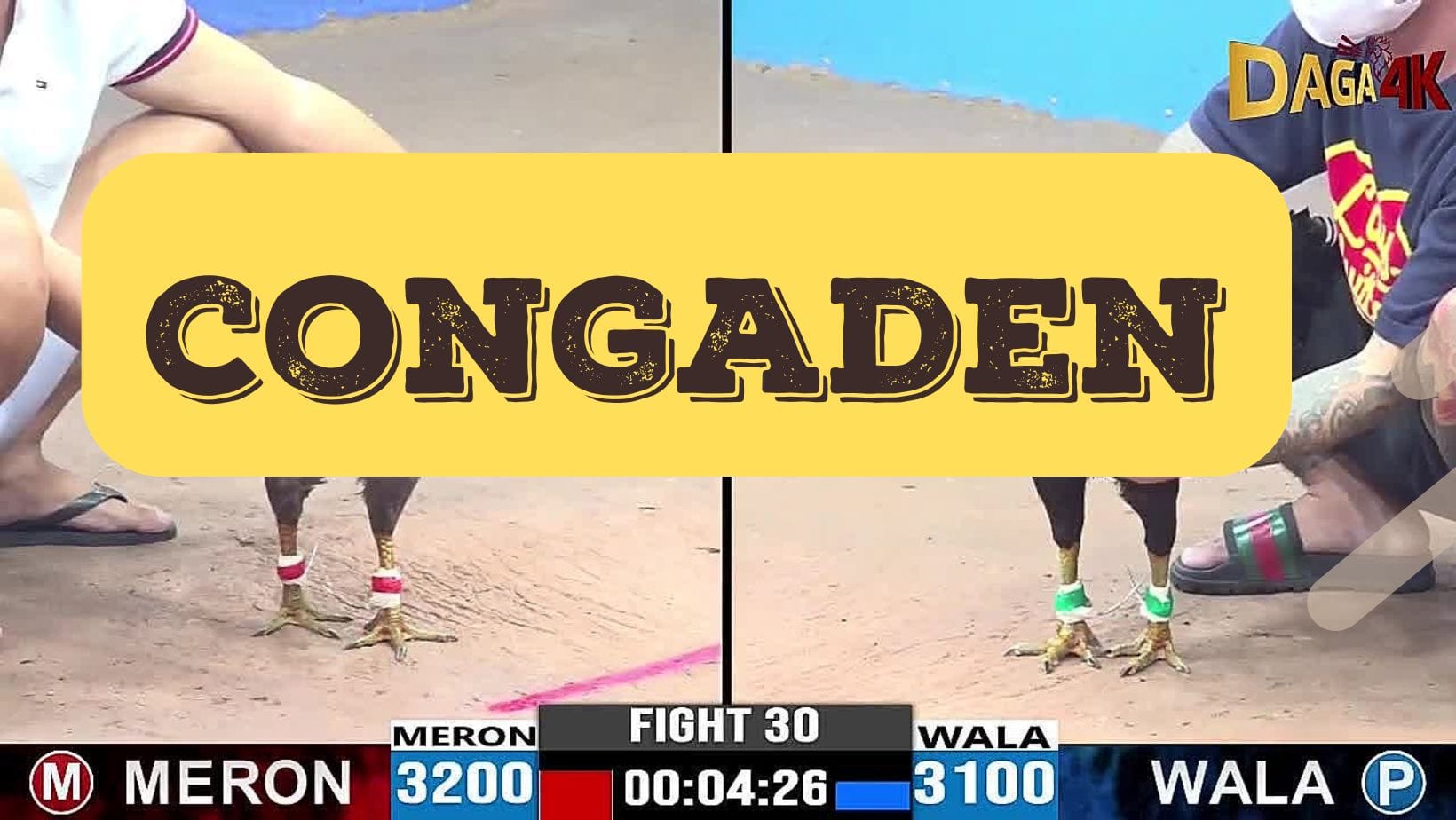 Xem Đá gà Thomo tại ConGaDen Trực tiếp đầy đủ bồ Gà Campuchia thumbnail