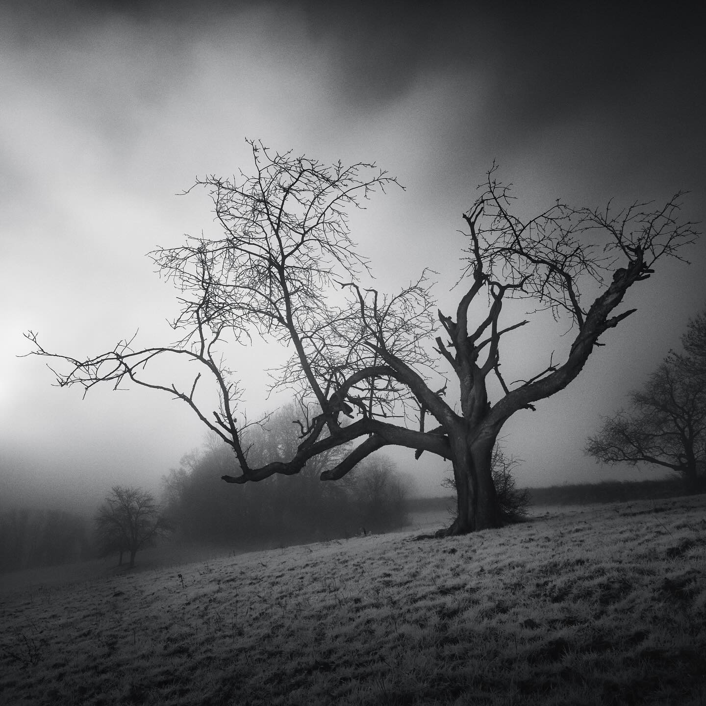 D 4 R K  M 3 5 5 3 N 6 3 4

An otherworldly tree capture in a deep fog. The strangeness of its silhouette is enhanced by