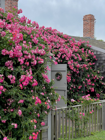 Blog: guide to Nantucket’s climbing roses thumbnail