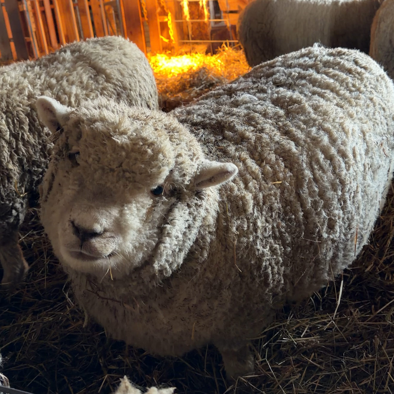 Cameo - Get a Video from the Sheep! thumbnail