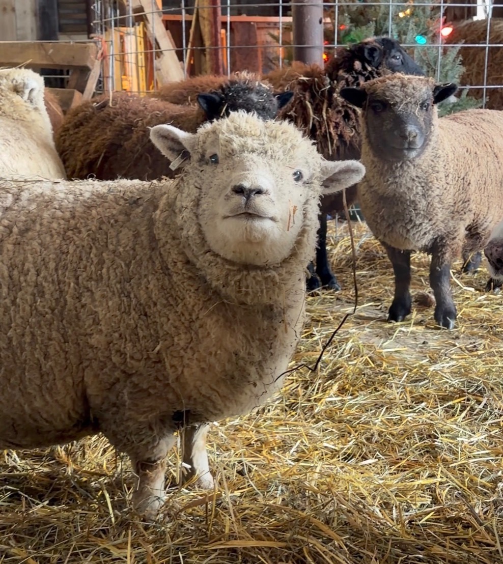 Virtually Adopt a Sheep thumbnail
