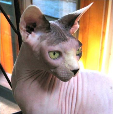 Sphynx Fingers thumbnail