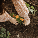 Join The Kitchen Garden Society thumbnail