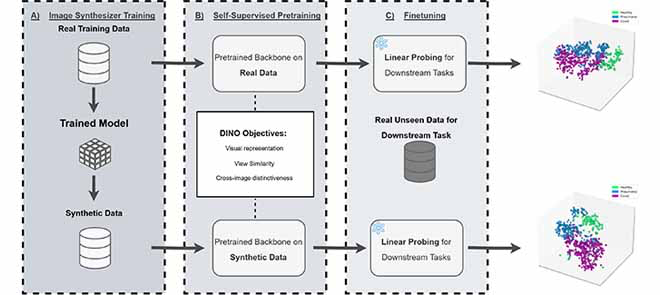 Self-Supervised Learning Powered by Synthetic Data From Diffusion Models: Application to X-Ray Images thumbnail