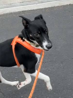 POV: you and your dog decided to become a skate duo. Can I kick it? Yes we can. 🛹  #SkateboardingLife #DogMomLife #Skate