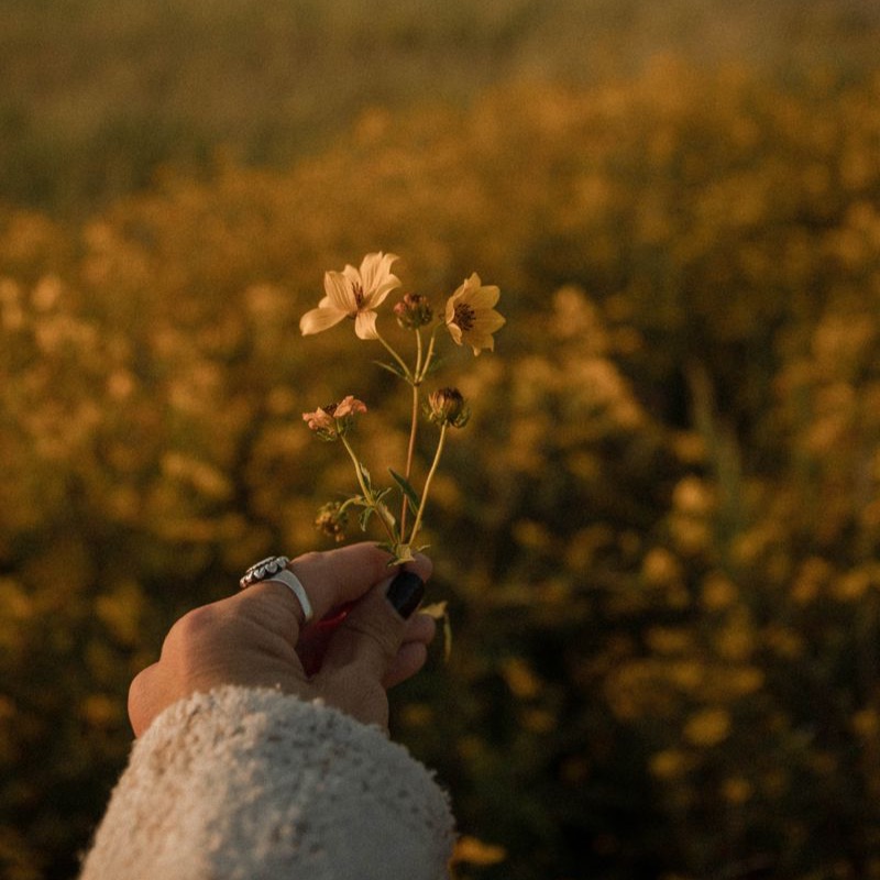 Descargar PROGRAMA DIPLOMADO 2026 thumbnail