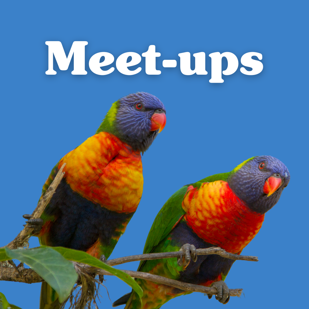 Birding events & groups thumbnail