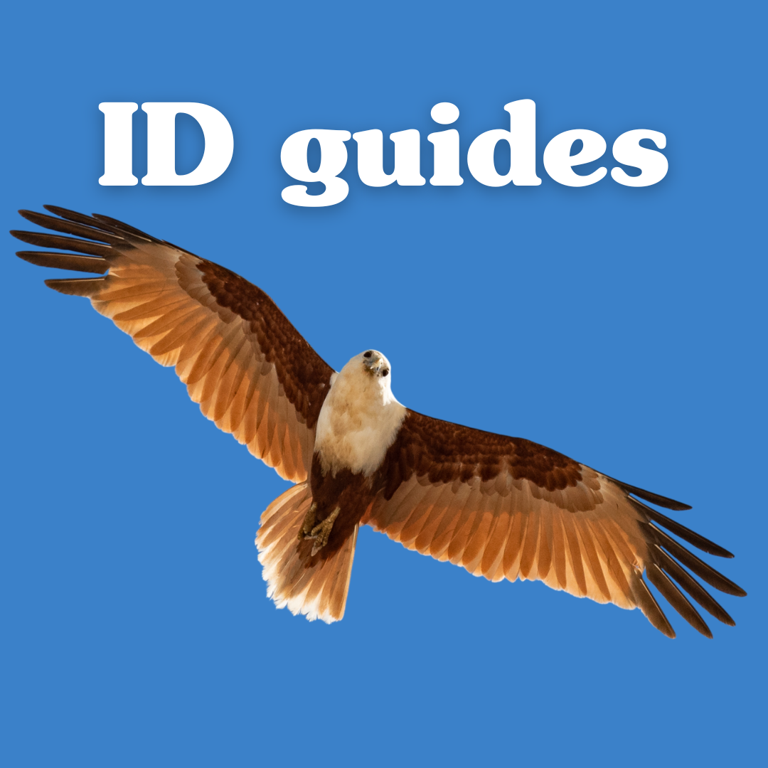 Australian bird ID guides thumbnail