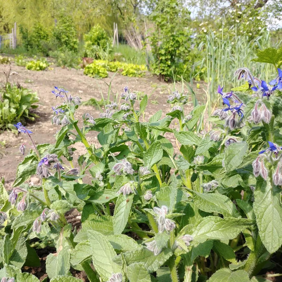 Überwinterter Borretsch blüht schon jetzt.
#borago #boragoofficinalis