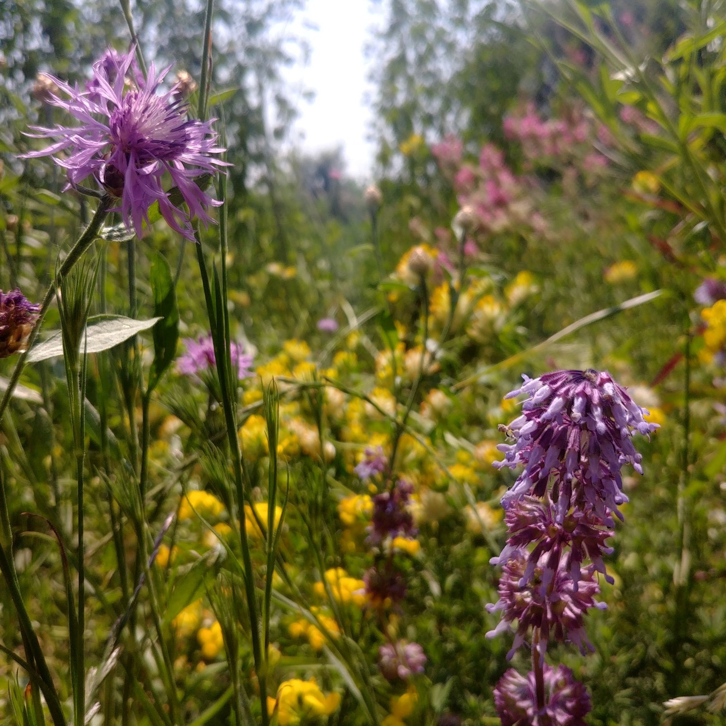 Ein Blick auf die Blumenwiese im 2. Jahr im Juni 2023.

#salviaverticillata #centaureajacea #anthyllisvulneraria