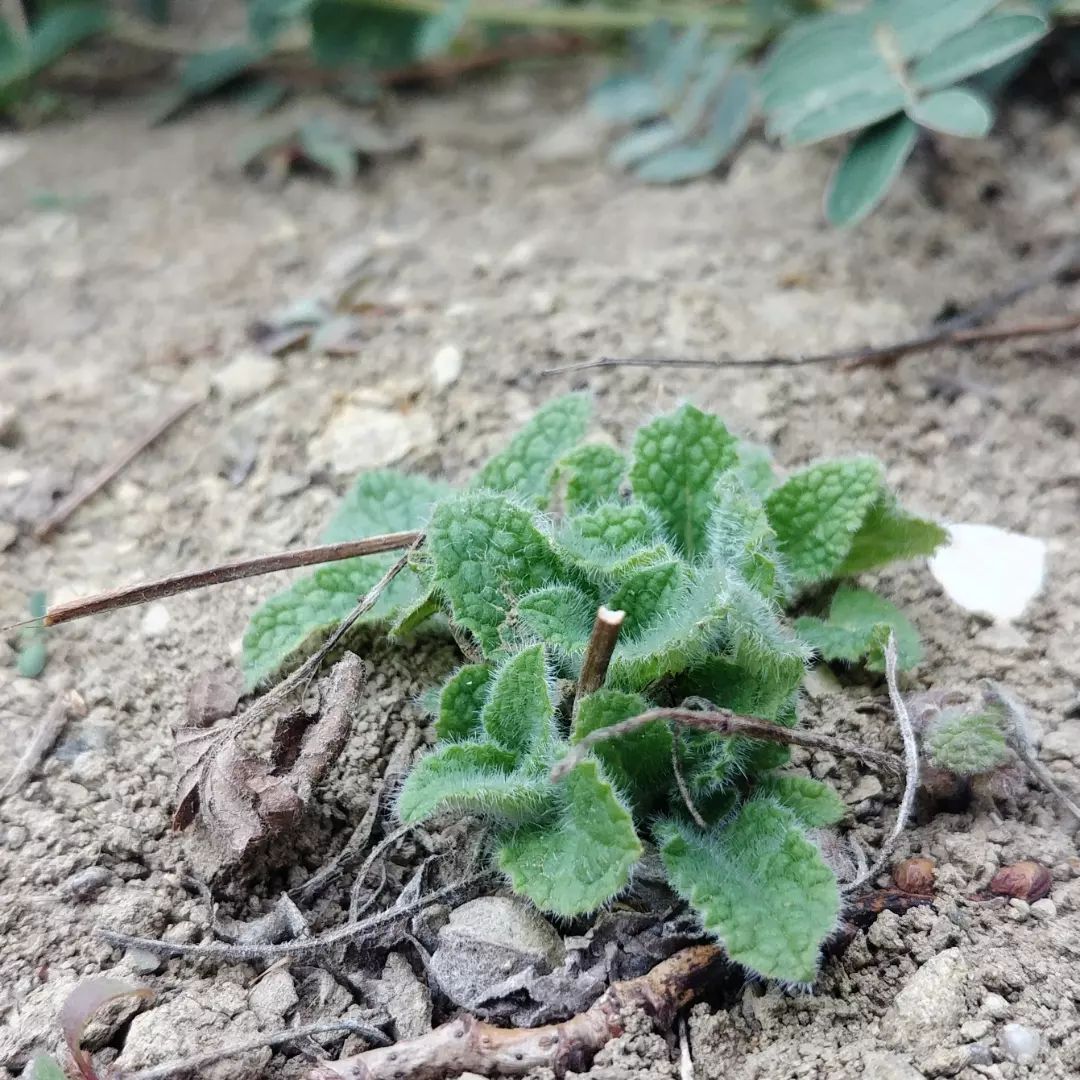 Es tut sich schon viel. So treiben die nicht-wintergrünen Salbei jetzt wieder durch. Der Lauch konnte gerade noch seine 