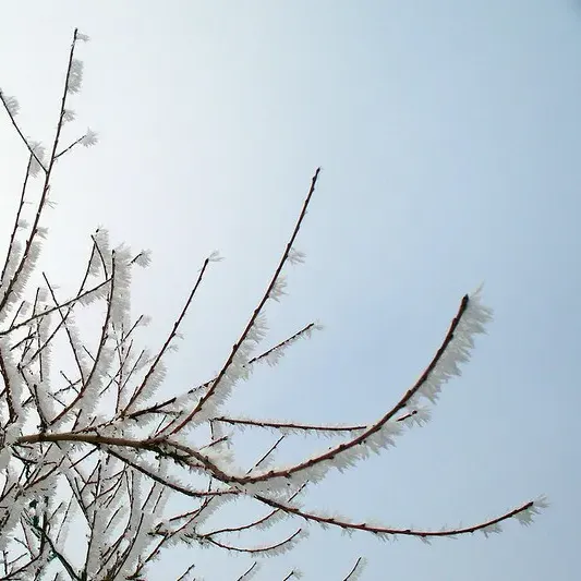 Pangyrus | "My father visits in the spring" thumbnail