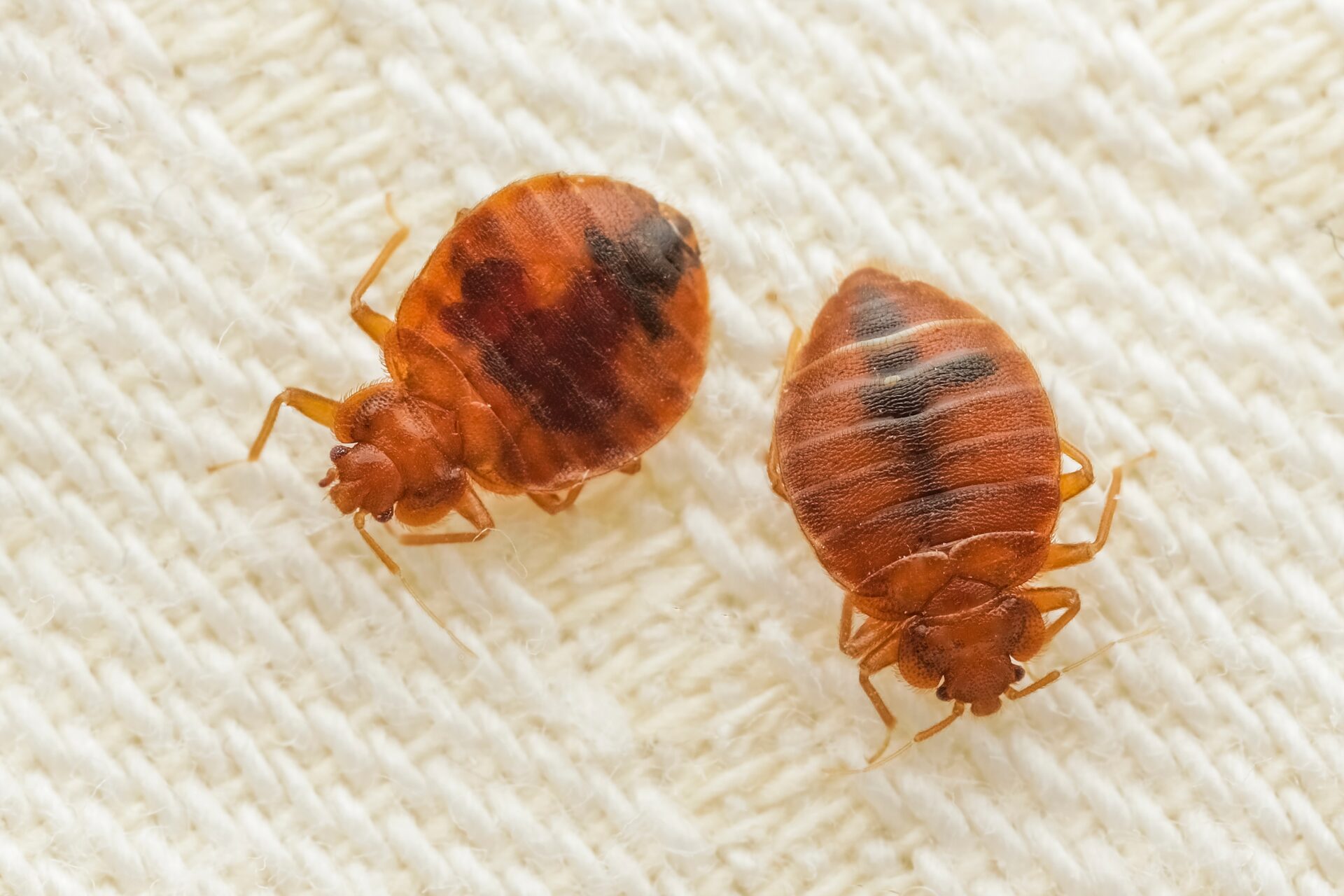 ThermoPest Bed Bug Treatment London thumbnail