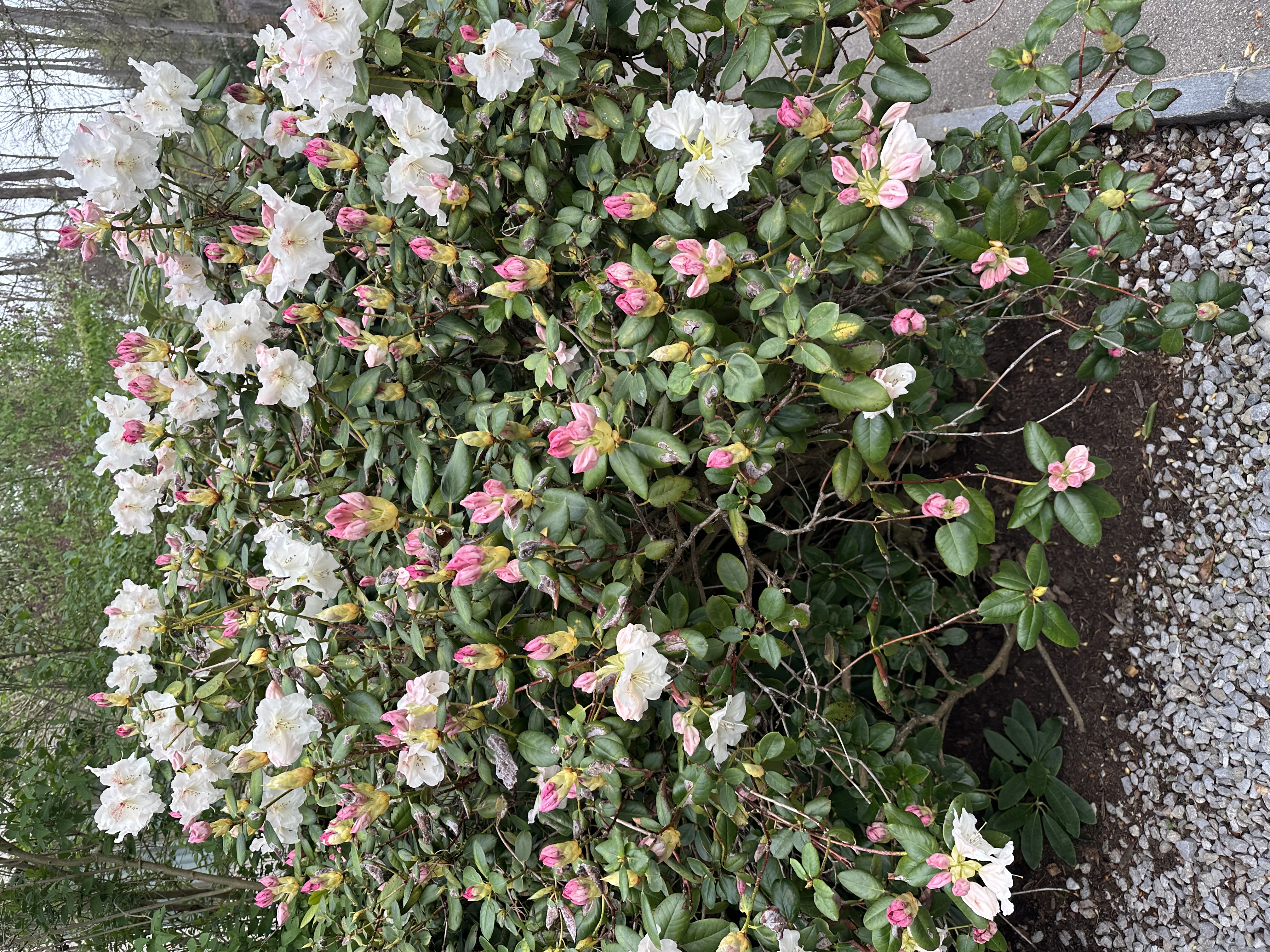 Astrology Chart / Tarot Reading / General Life Advice 🍄🟫 thumbnail