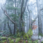 NFTs on Foundation thumbnail